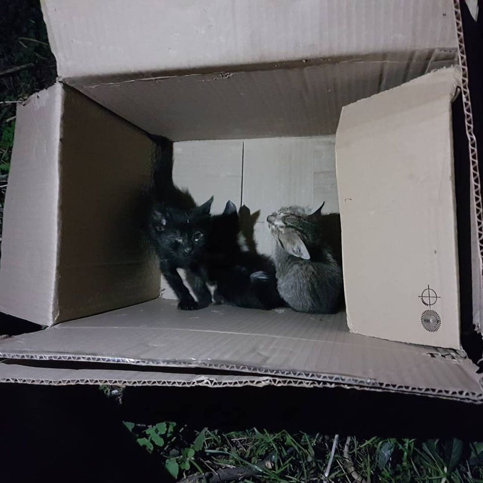 120346412 3181059495336038 3696643276683413593 o