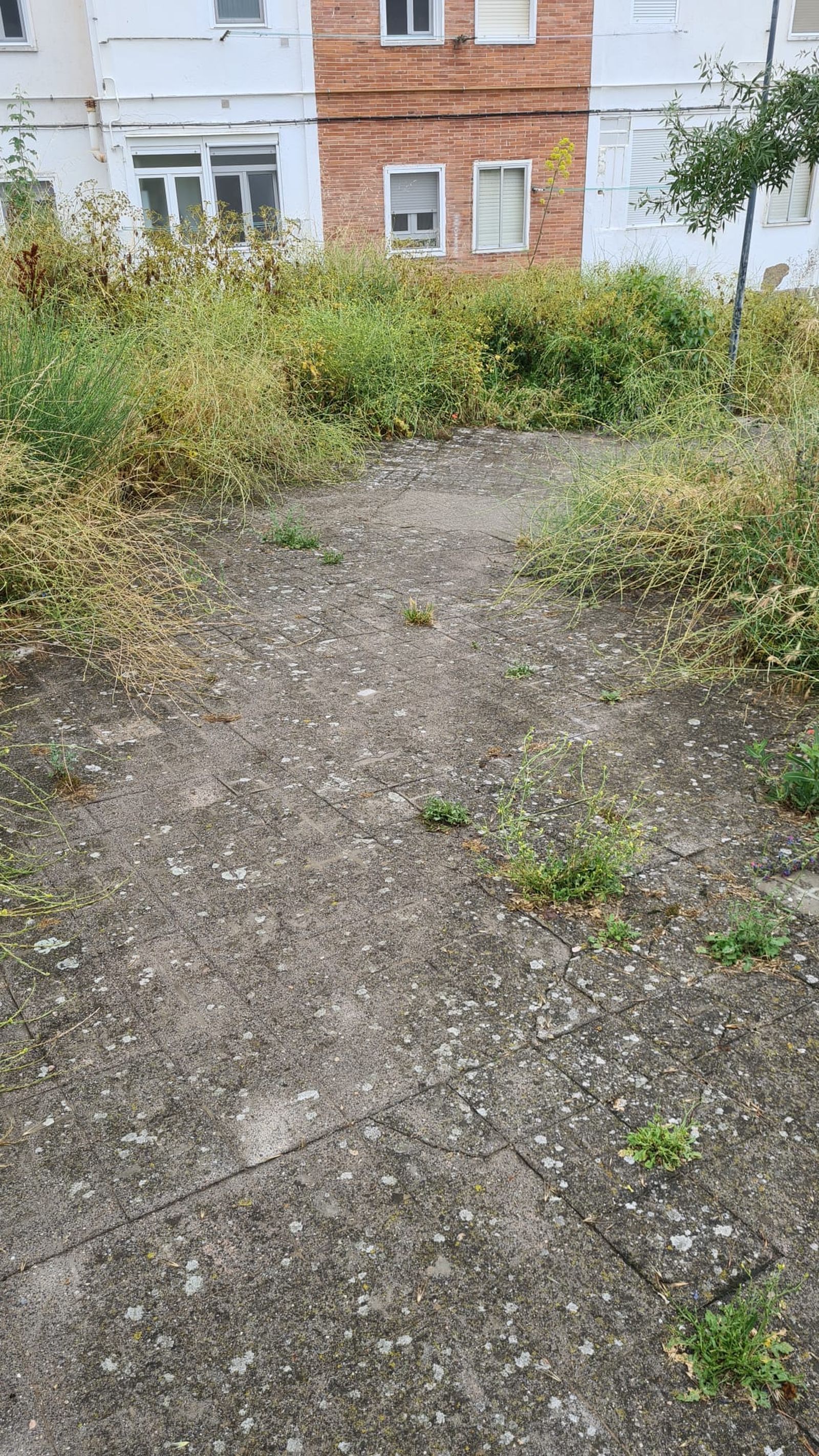 Quejas por la flora silvestre en Béjar