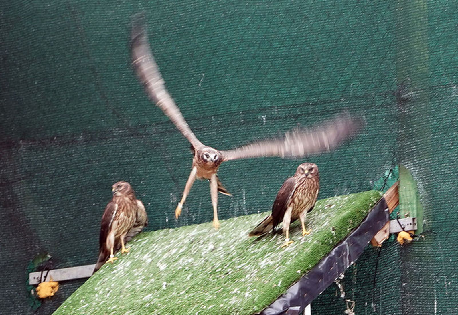 Ejemplares de aguilucho cenizo en el CRAS