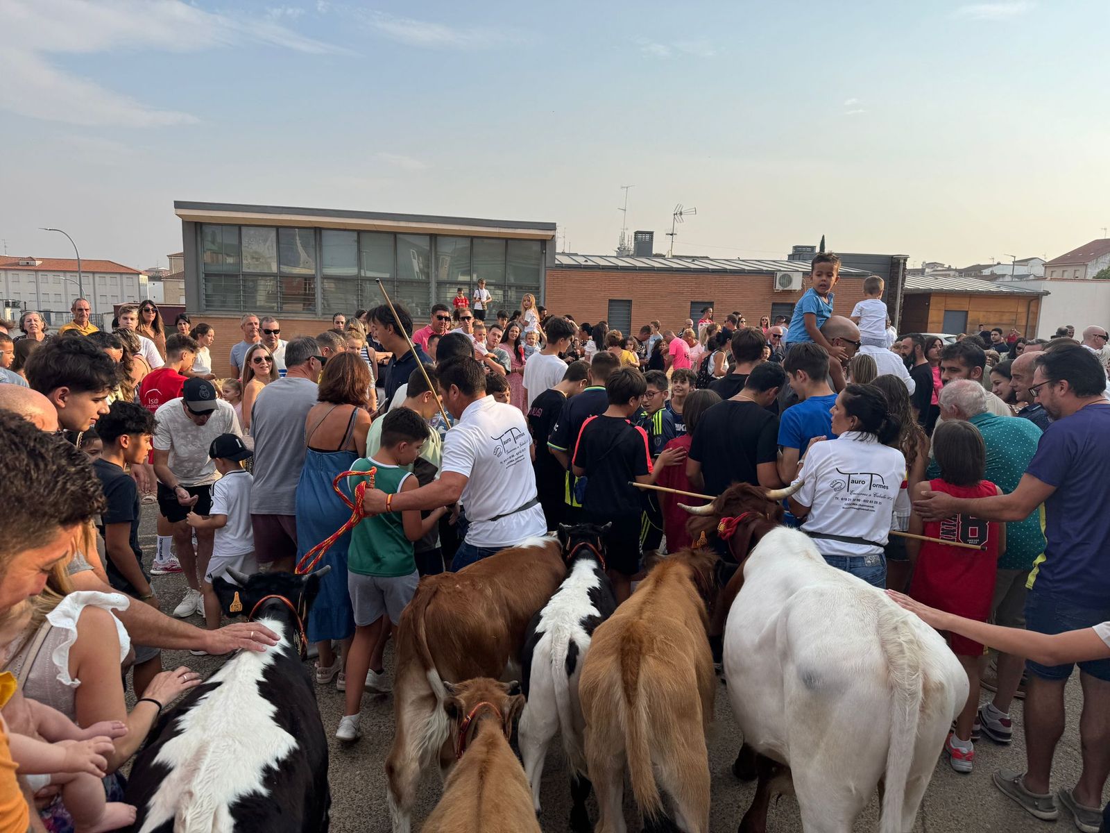 Encierro infantil de Mini Bueyes en Guijuelo durante sus fiestas 2025