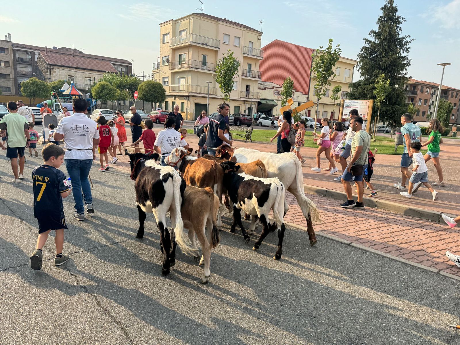 Encierro infantil de Mini Bueyes en Guijuelo durante sus fiestas 2025