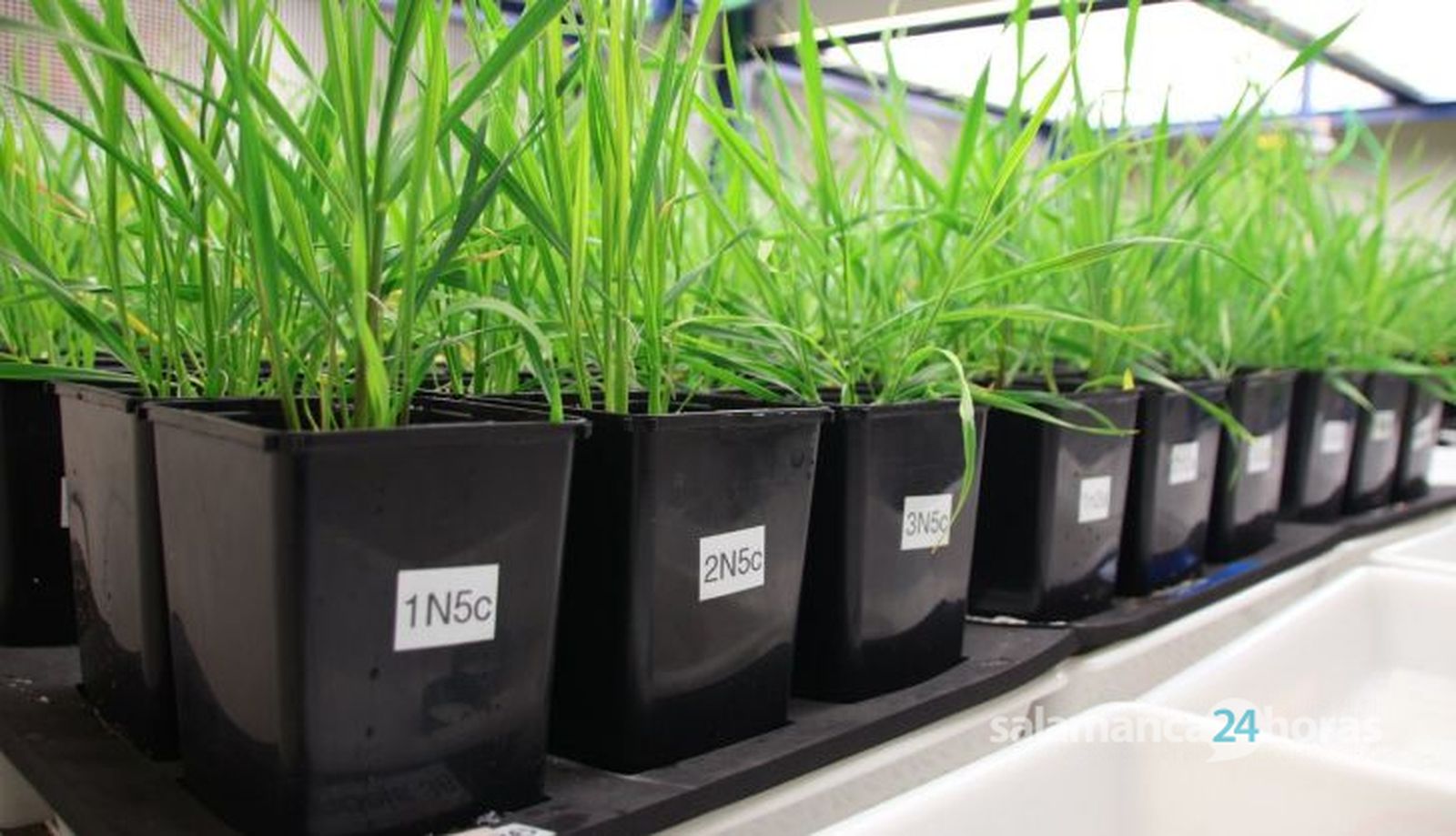 Reportaje Irnasa cambio climático cultivos en cámara climática