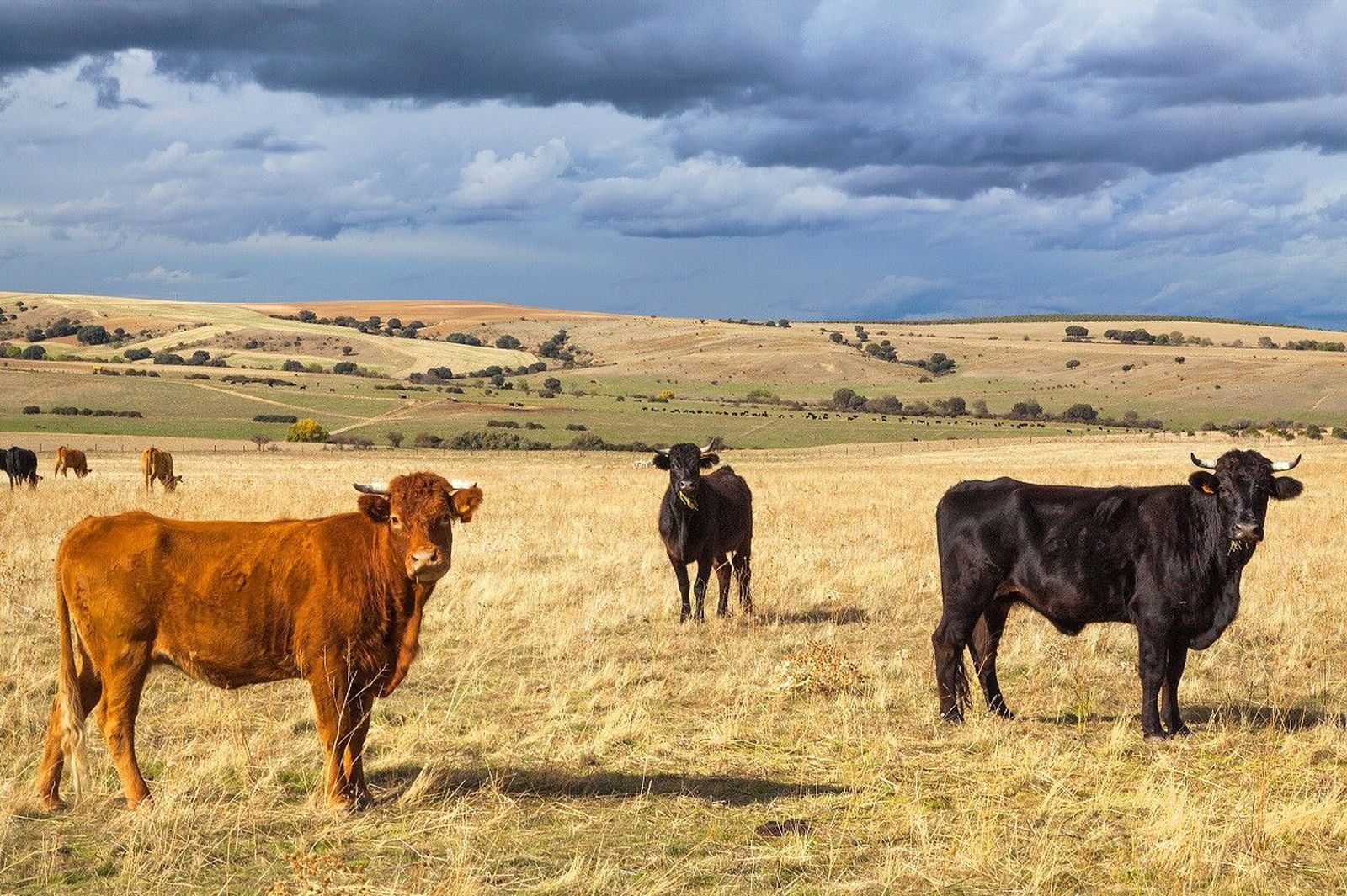 Vacas Vacas