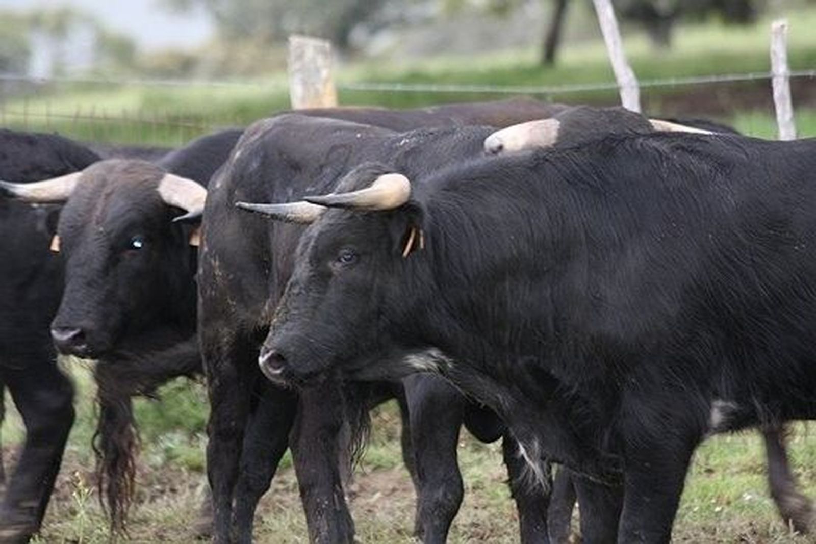 Javier Castaño estará en Tafalla y Puerto de San Lorenzo en Madrid