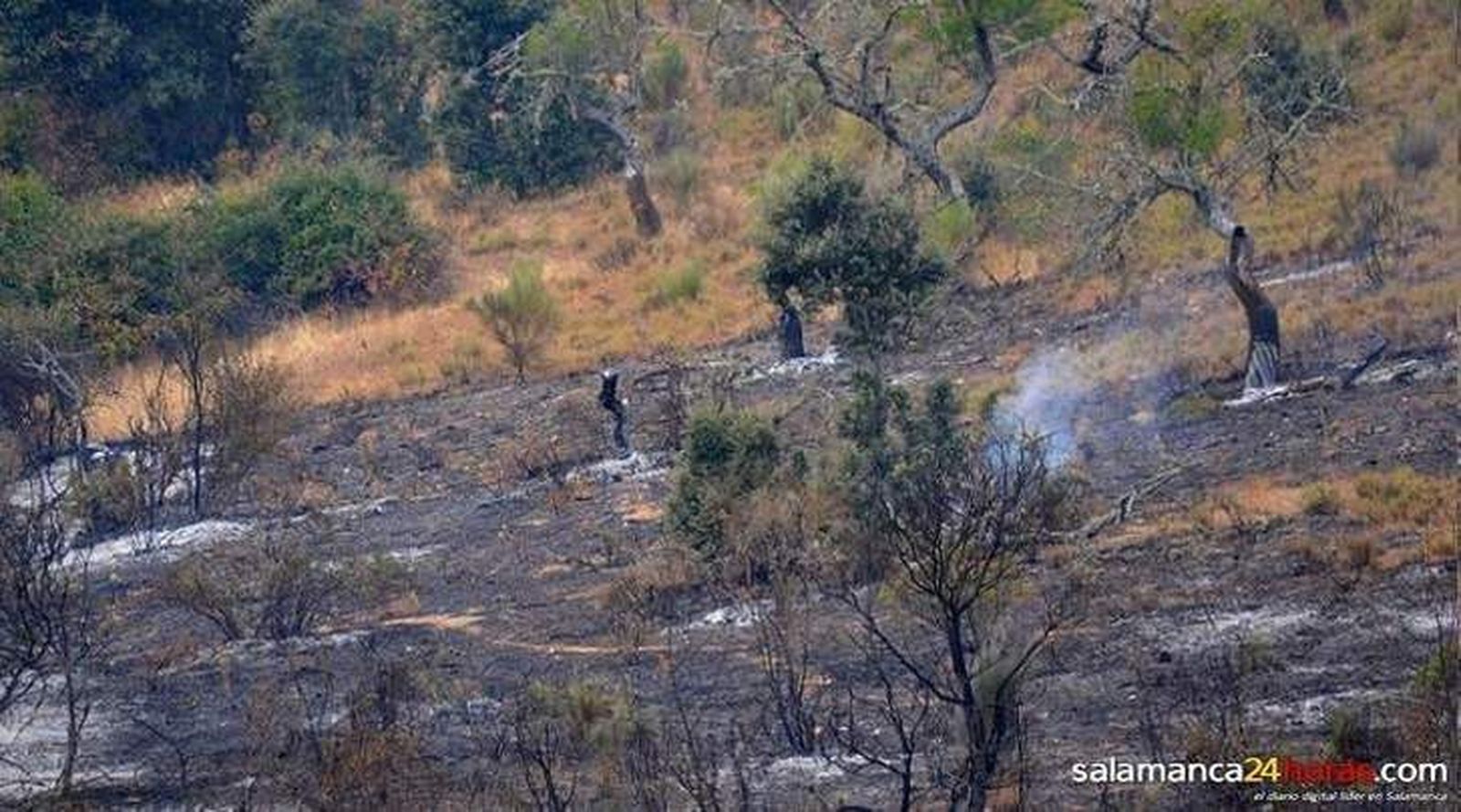 UPA-COAG pide que se distinga entre pasto y masa forestal para no penalizar dos veces a las víctimas de incendios