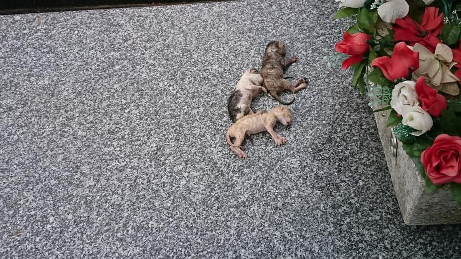 57244622 2246715505385222 1701013379444899840 n