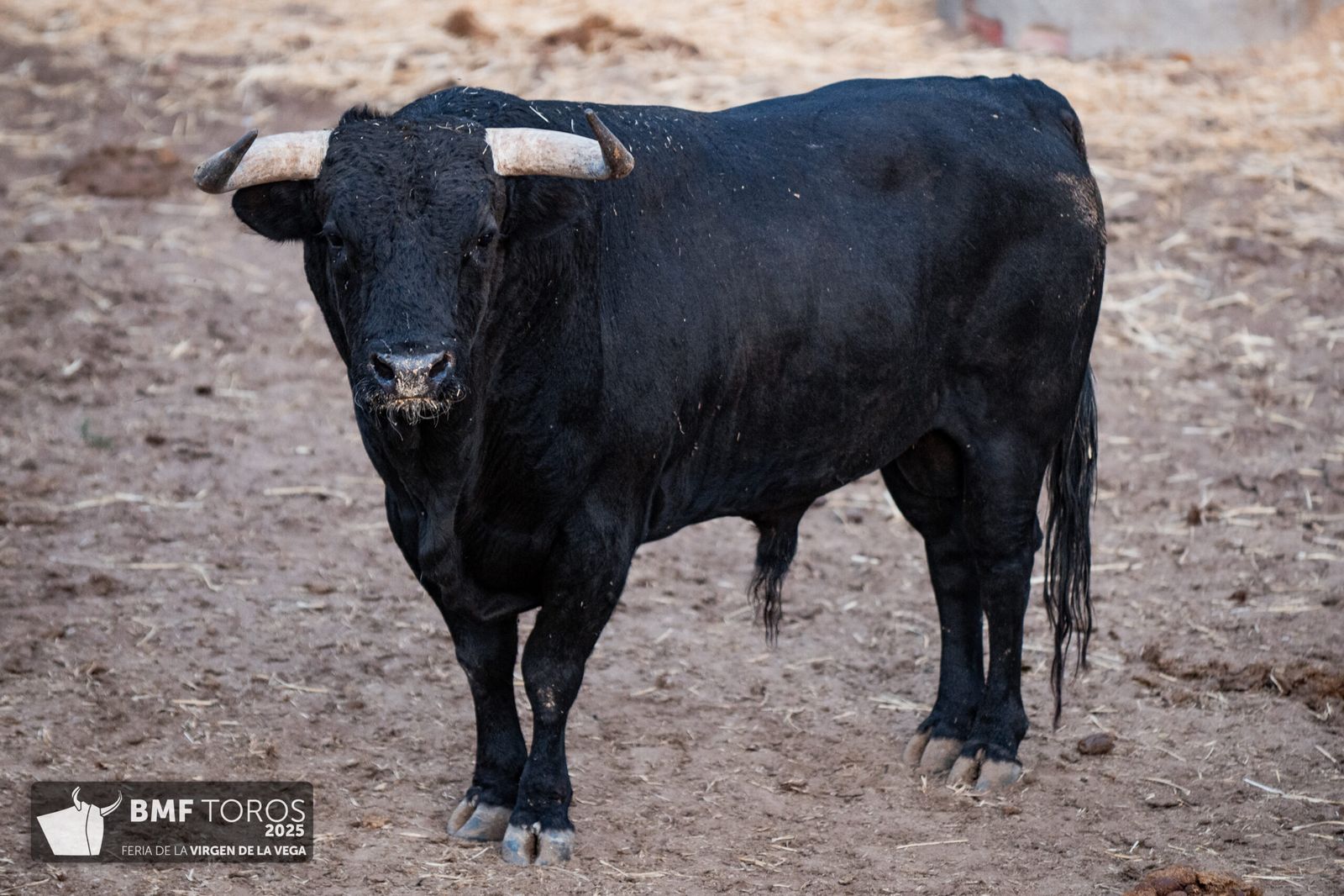 De 'Filósofo' a 'Volador': los toros García y Olga Jiménez para el regreso de Morante a La Glorieta con Ismael Martín y Marco Pérez
