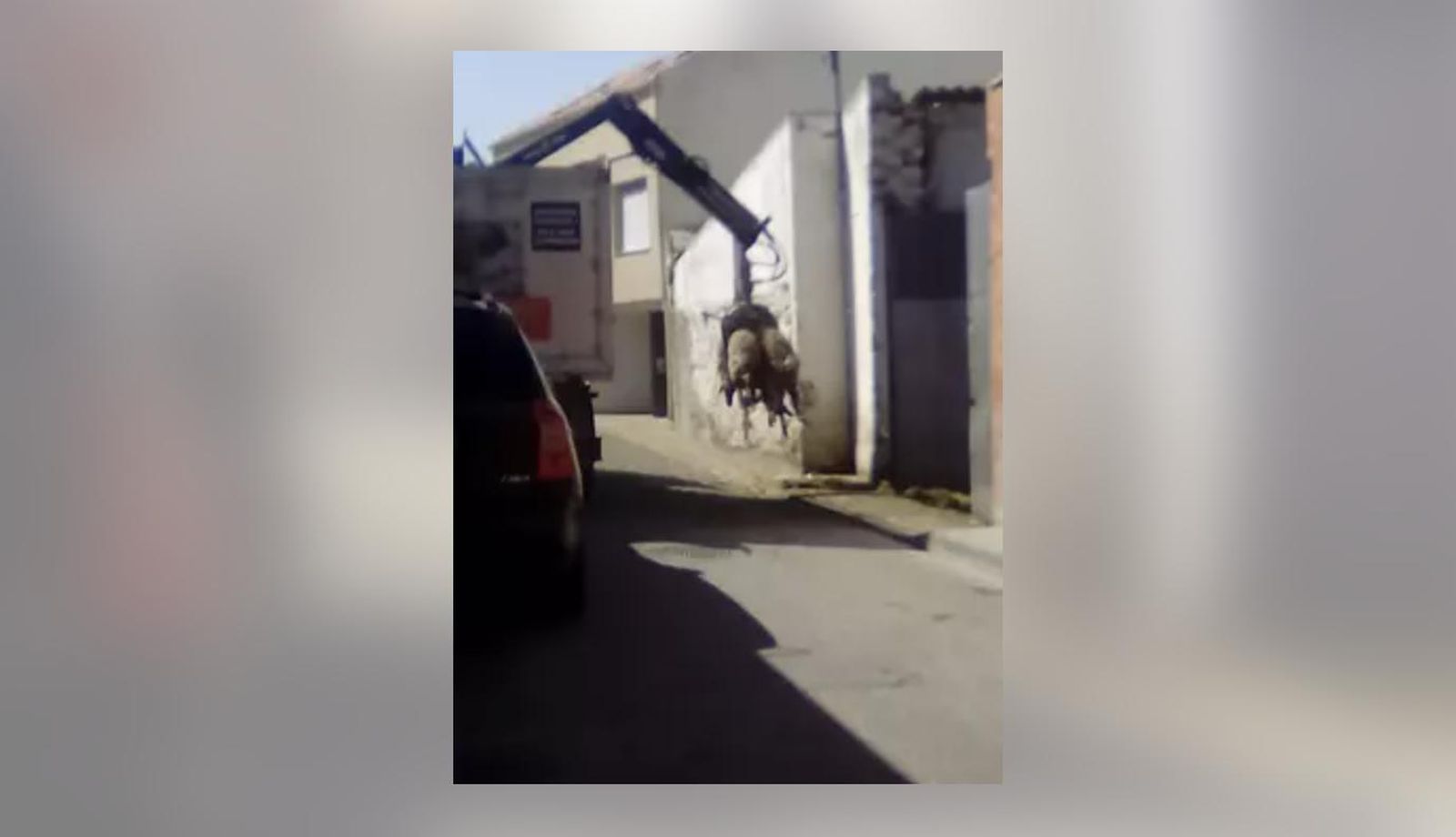 Intervienen una explotación ganadera "presuntamente ilegal" en Renedo de Esgueva (Valladolid) tras denuncia de PACMA