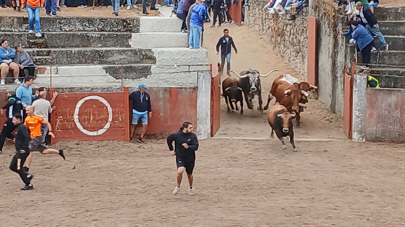 Segundo encierro con novillos de Valdeflores en Pereña de la Ribera