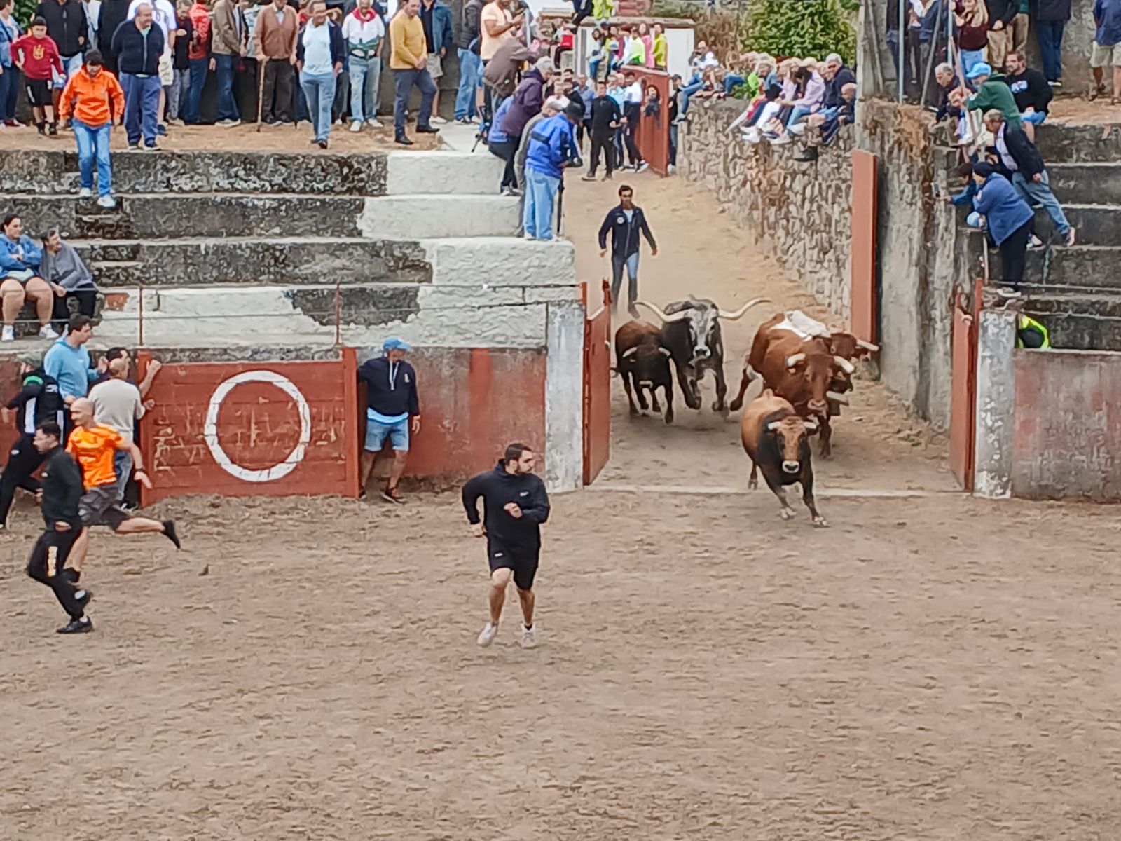 Segundo encierro con novillos de Valdeflores en Pereña de la Ribera