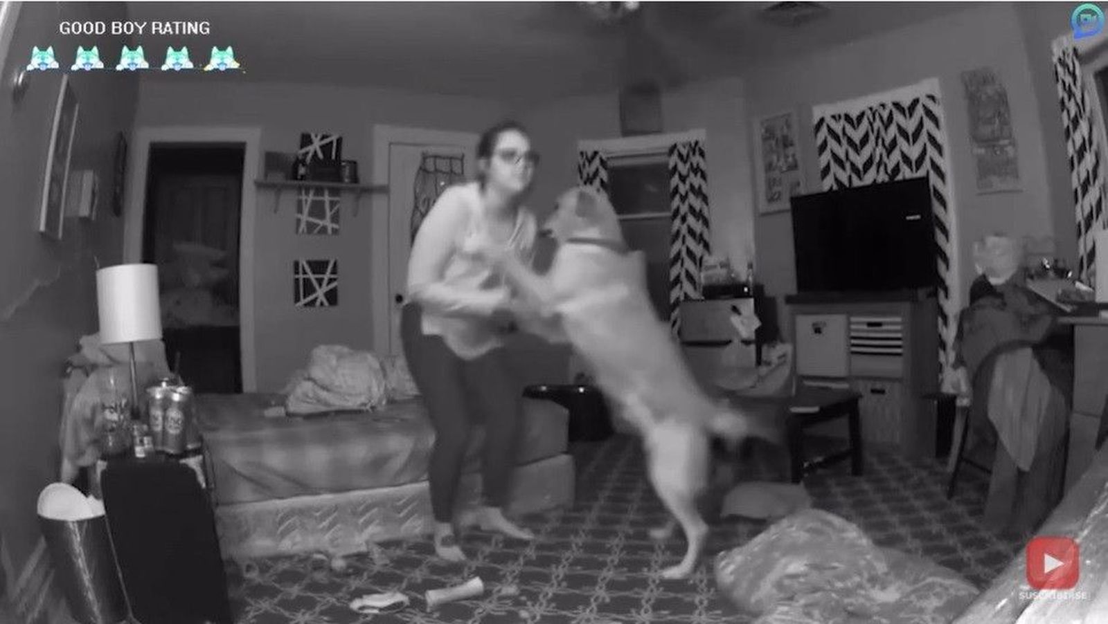 Perros increíbles: 8 historias sorprendentes de perros salvando la vida a sus dueños en diversas situaciones