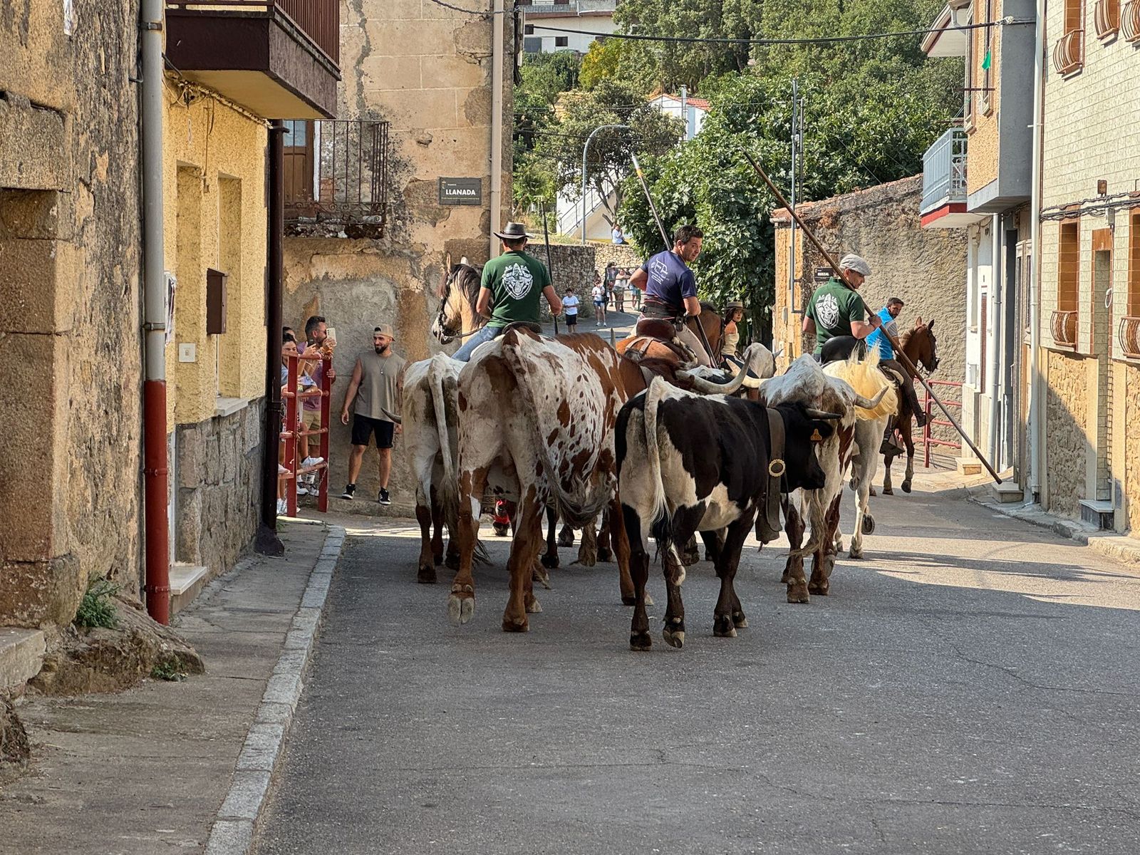 Encierro de bueyes en Aldeadávila de la Ribera para enseñarles el camino para los encierros en sus fiestas 2025