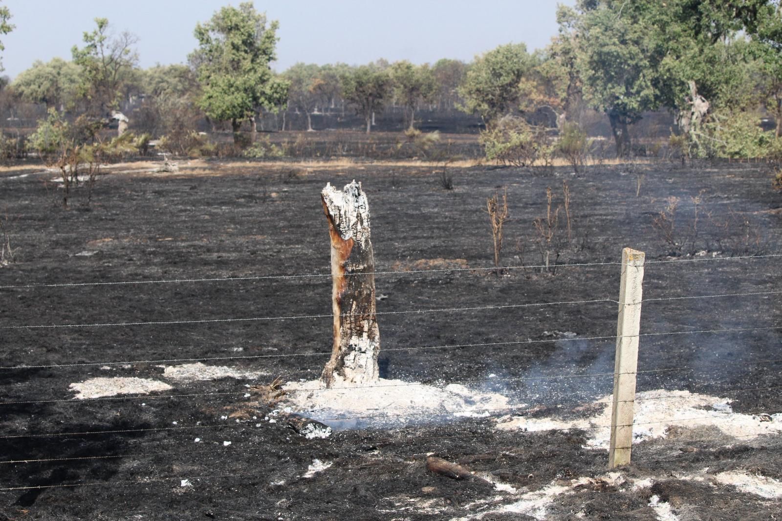 Así han quedado las zonas quemadas durante el incendio de Cipérez