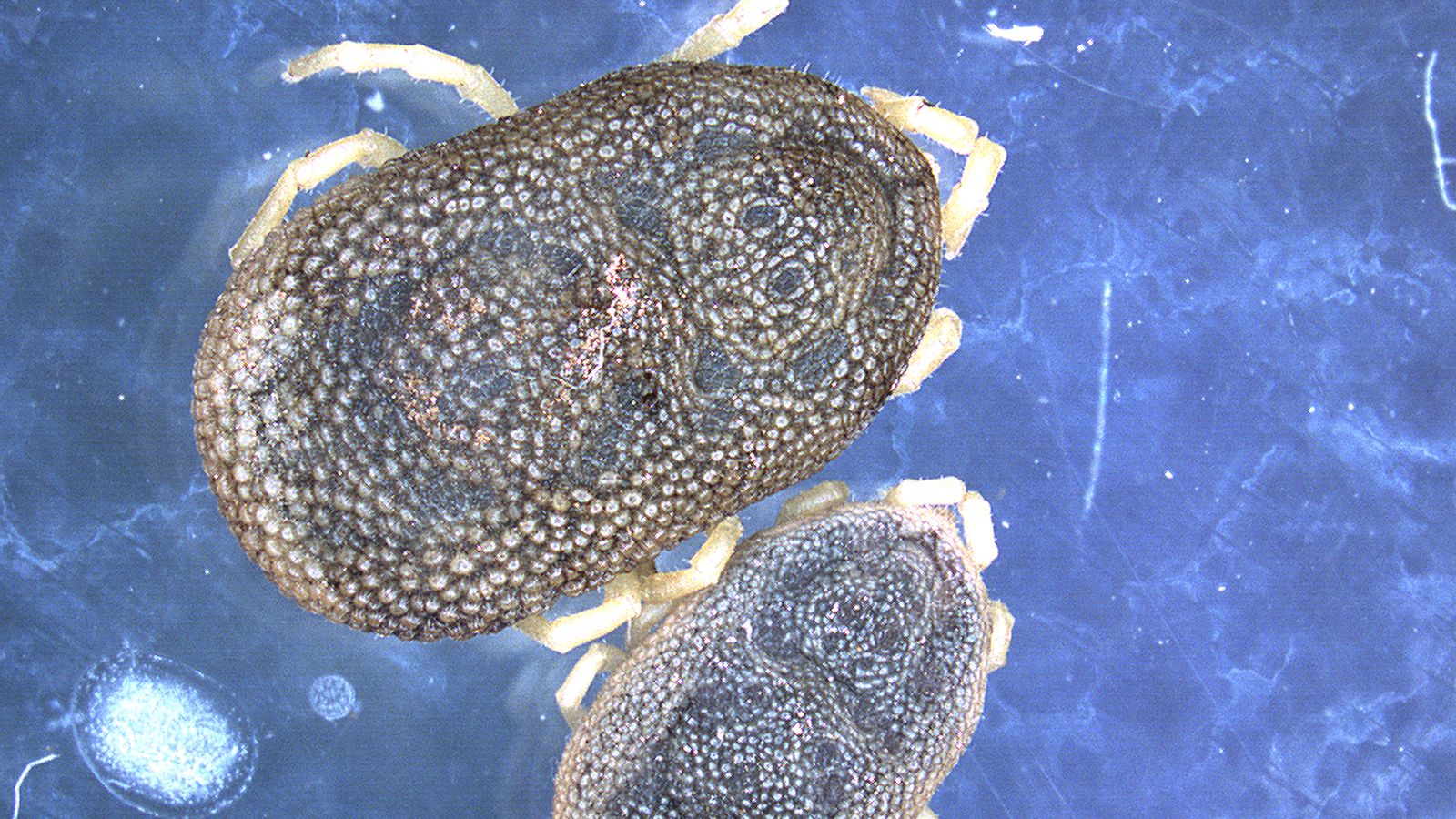 ‘Ornithodoros erraticus’ a vista de lupa