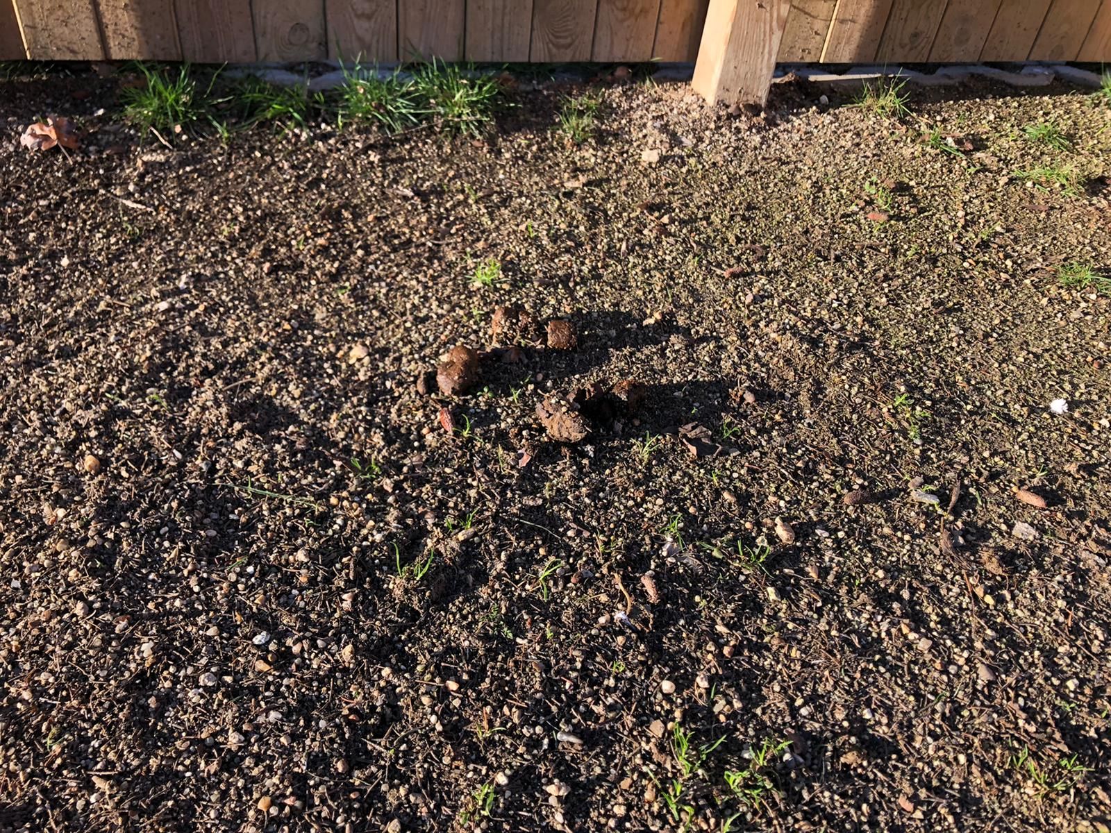 Estado del pipican (2)