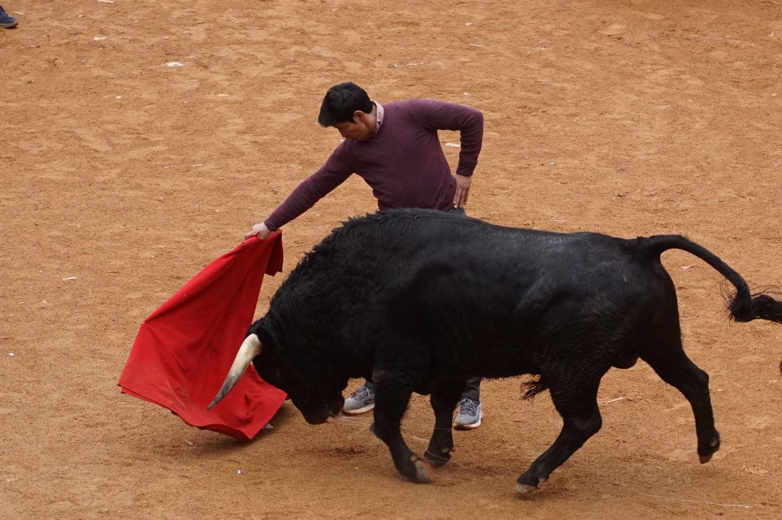 Capea matinal de domingo de carnaval en Ciudad Rodrigo (26).jpeg