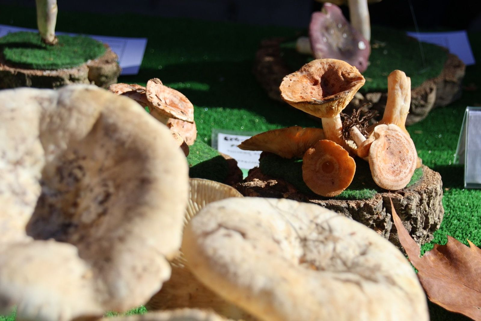 Exposición de setas