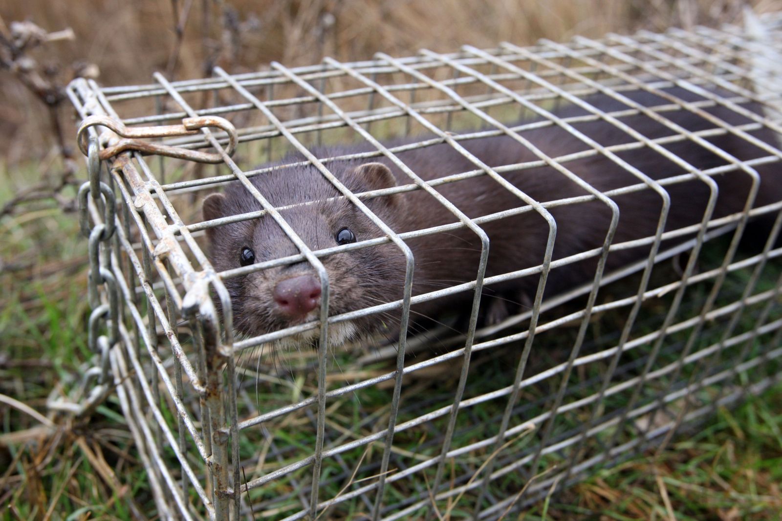 Visón americano. ICAL