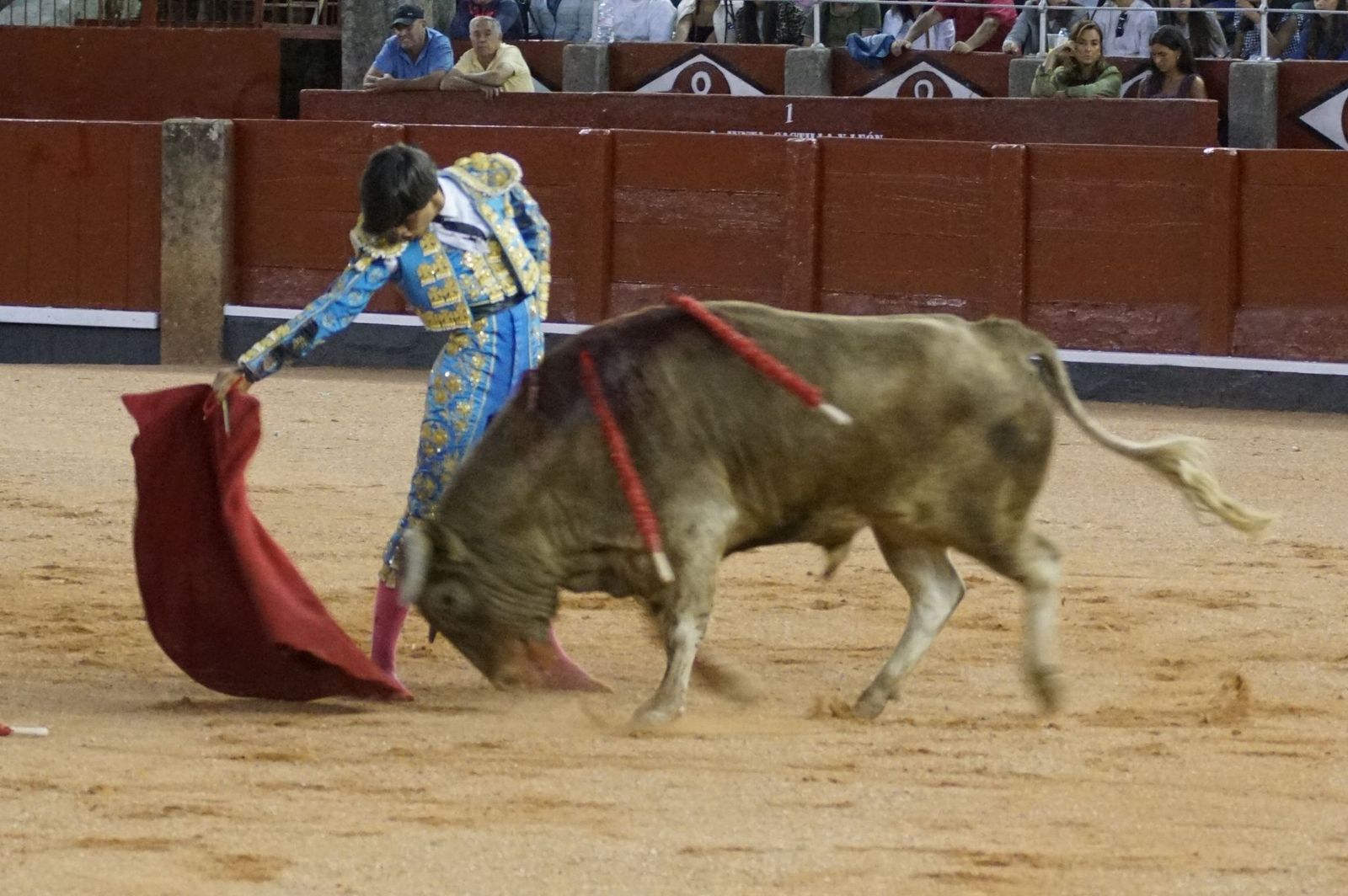Clase práctica con alumnos de la Escuela de Tauromaquia de Salamanca (Diego Mateos, Noel García y Álvaro Rojo con erales de Esteban Isidro)