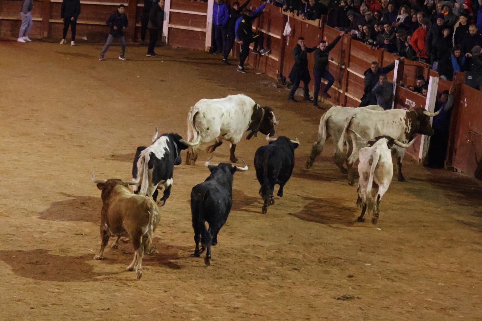 Desencierro de sábado tarde en el Carnaval del Toro de Ciudad Rodrigo