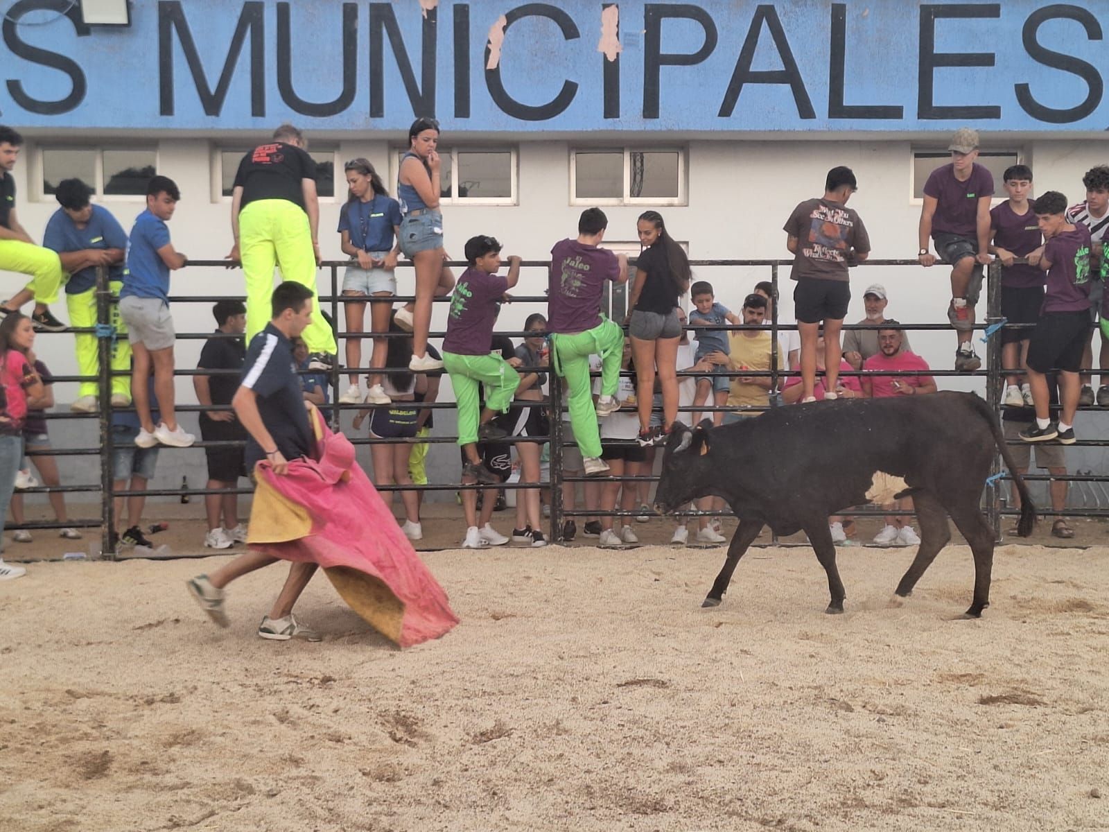 Cientos de personas disfrutan de las vaquillas de Valdelosa