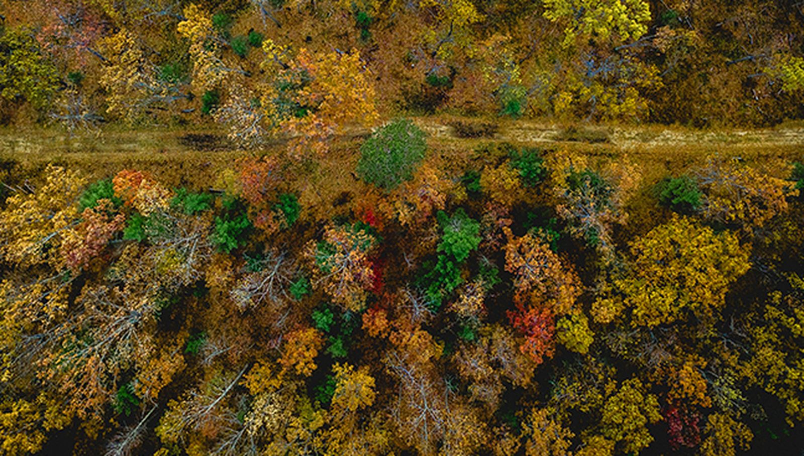 La Universidad de Salamanca lidera una plataforma geoespacial para la recuperación de los bosques europeos tras los grandes incendios forestales