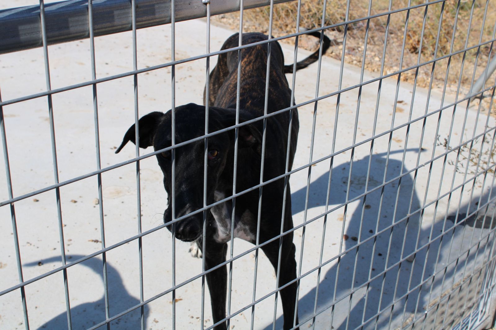 refugio-de-animales-del-ayuntamiento-de-salamanca-30