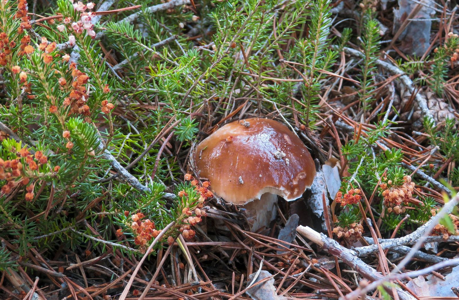 Ejemplar de boletus edulis en los montes de Soria