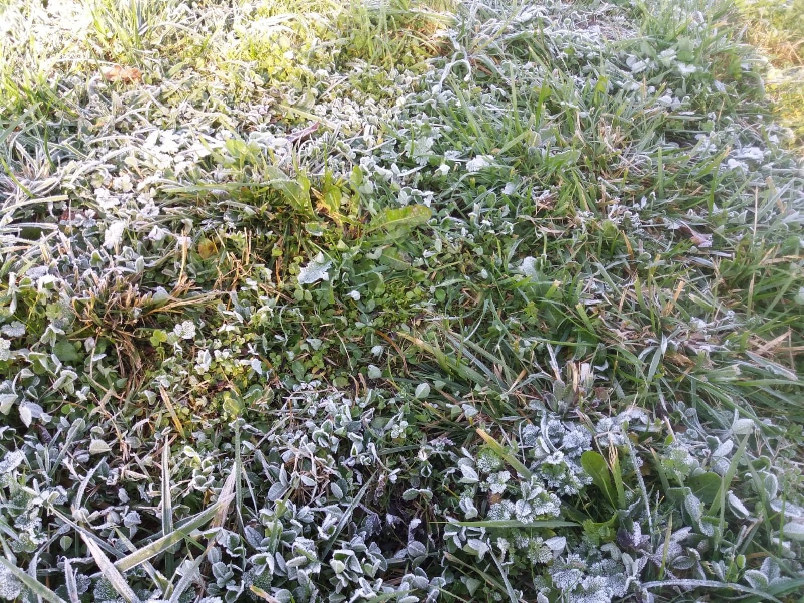 Frío, helada, hierba helada. Foto de archivo