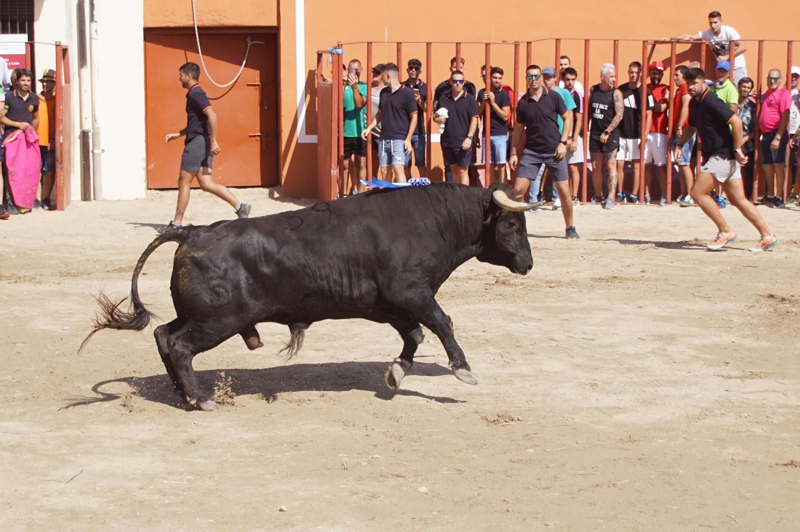 toro-de-cajon-de-castrillo-de-la-guarena-fotos-juanes-25
