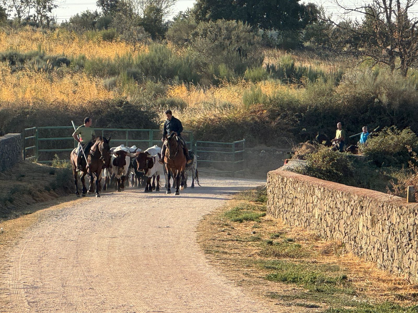 Aldeadávila, encierro urbano 27 de agosto 25 (10).jpg