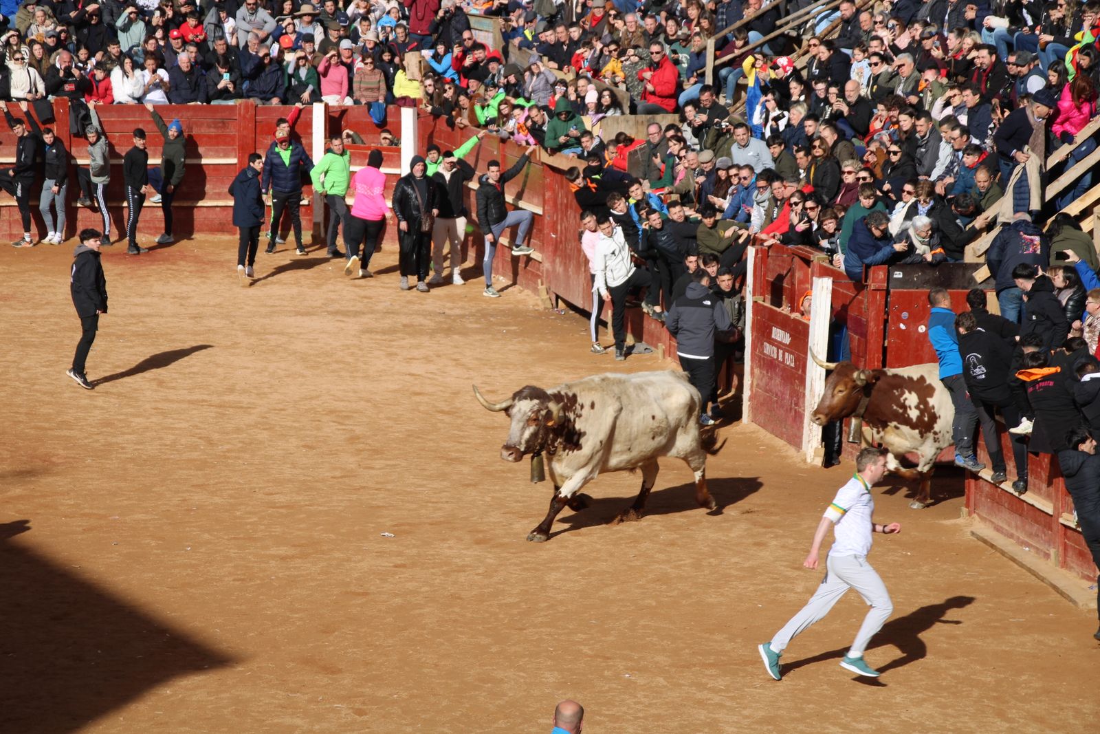 Encierro de martes en el Carnaval del Toro de Ciudad Rodrigo 2026