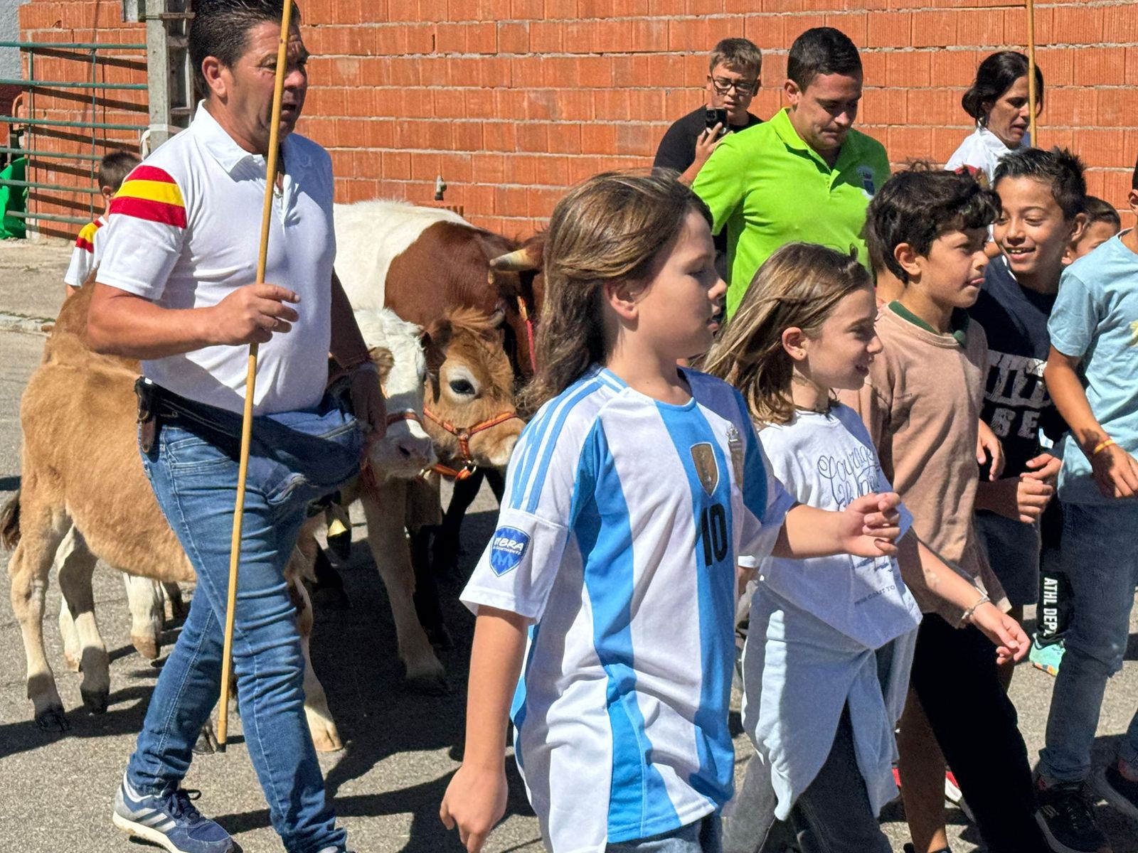 Encierro de mini bueyes en el último día de fiestas en Aldeadávila de la Ribera