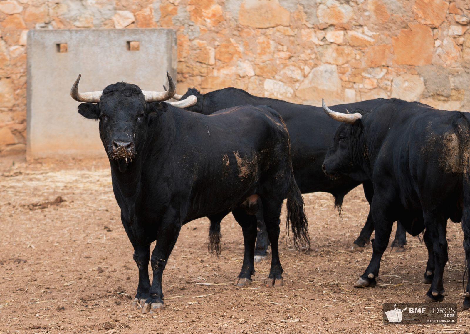 Primer sorteo para las figuras en Salamanca: toros de Garcigrande para De Justo, Ortega y Roca Rey