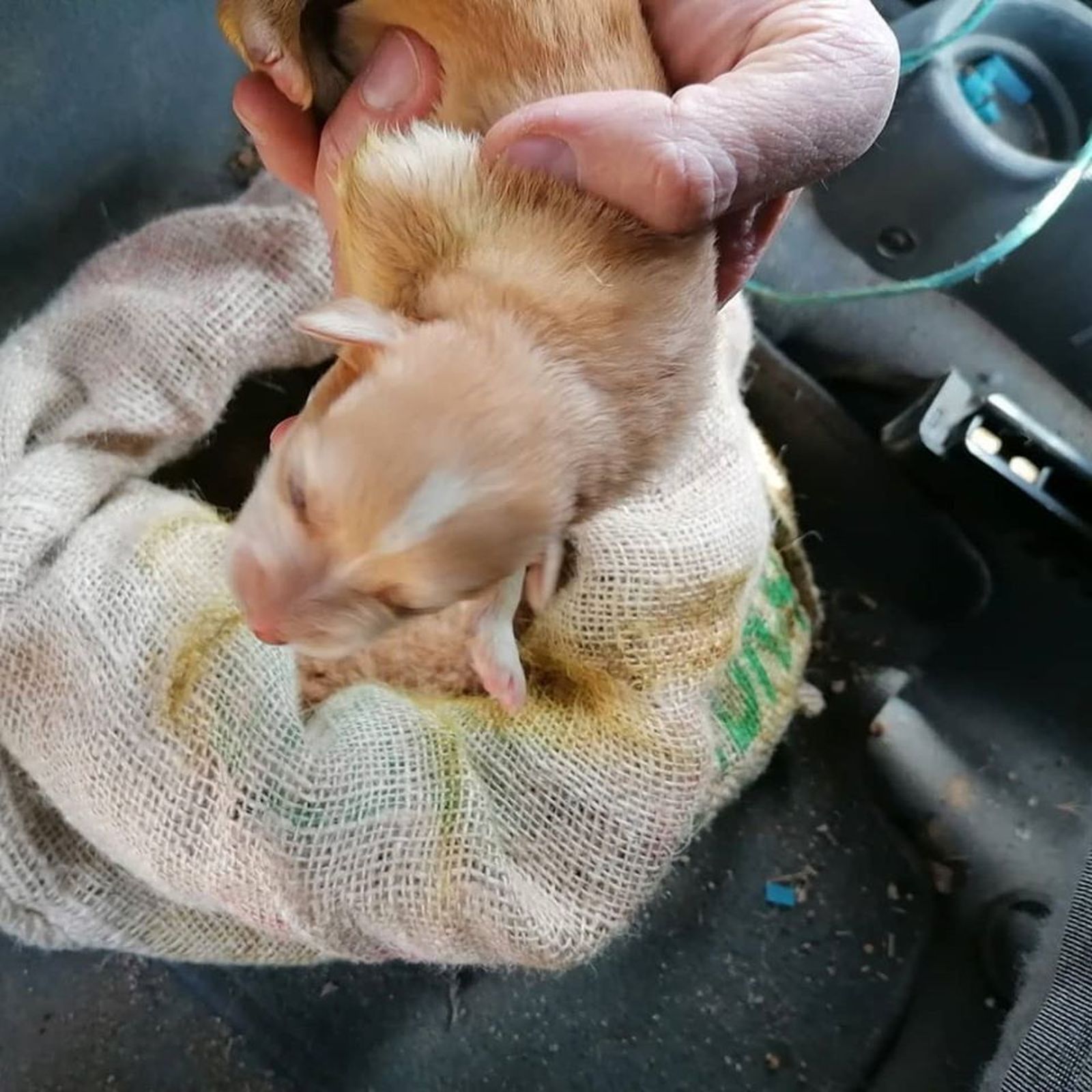 97084315 2781683361940322 499736169492250624 o