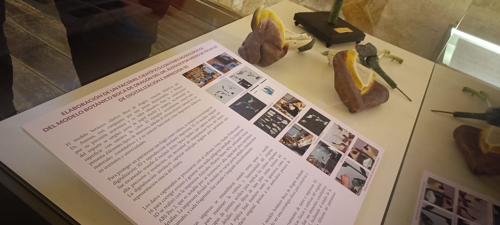 ‘Flor en un jardín de sueños. La colección histórica de modelos botánicos de la Universidad de Salamanca’.