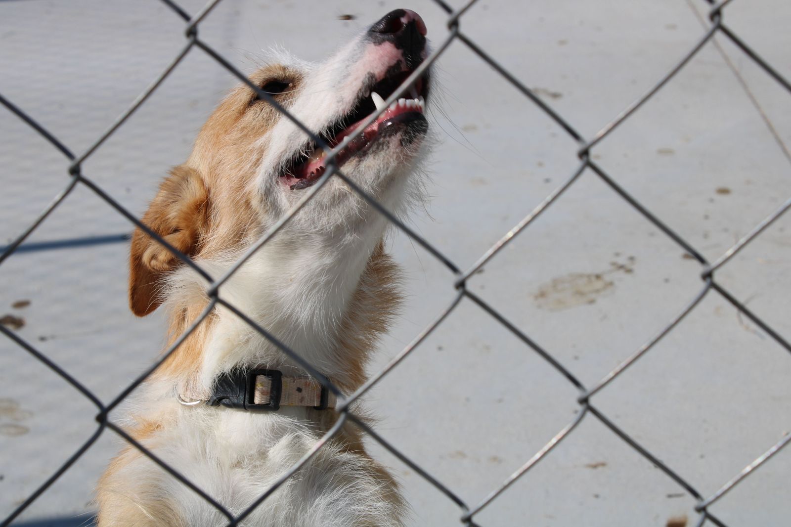 refugio-de-animales-del-ayuntamiento-de-salamanca-17
