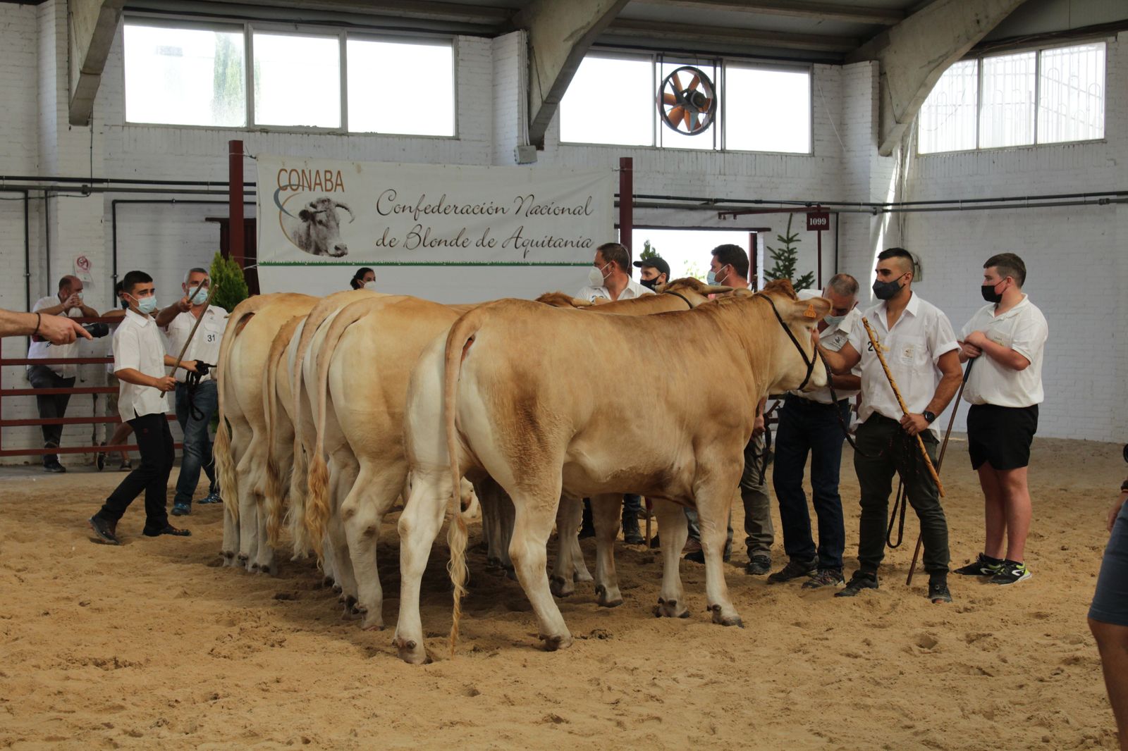 Blonde de Aquitania (2)