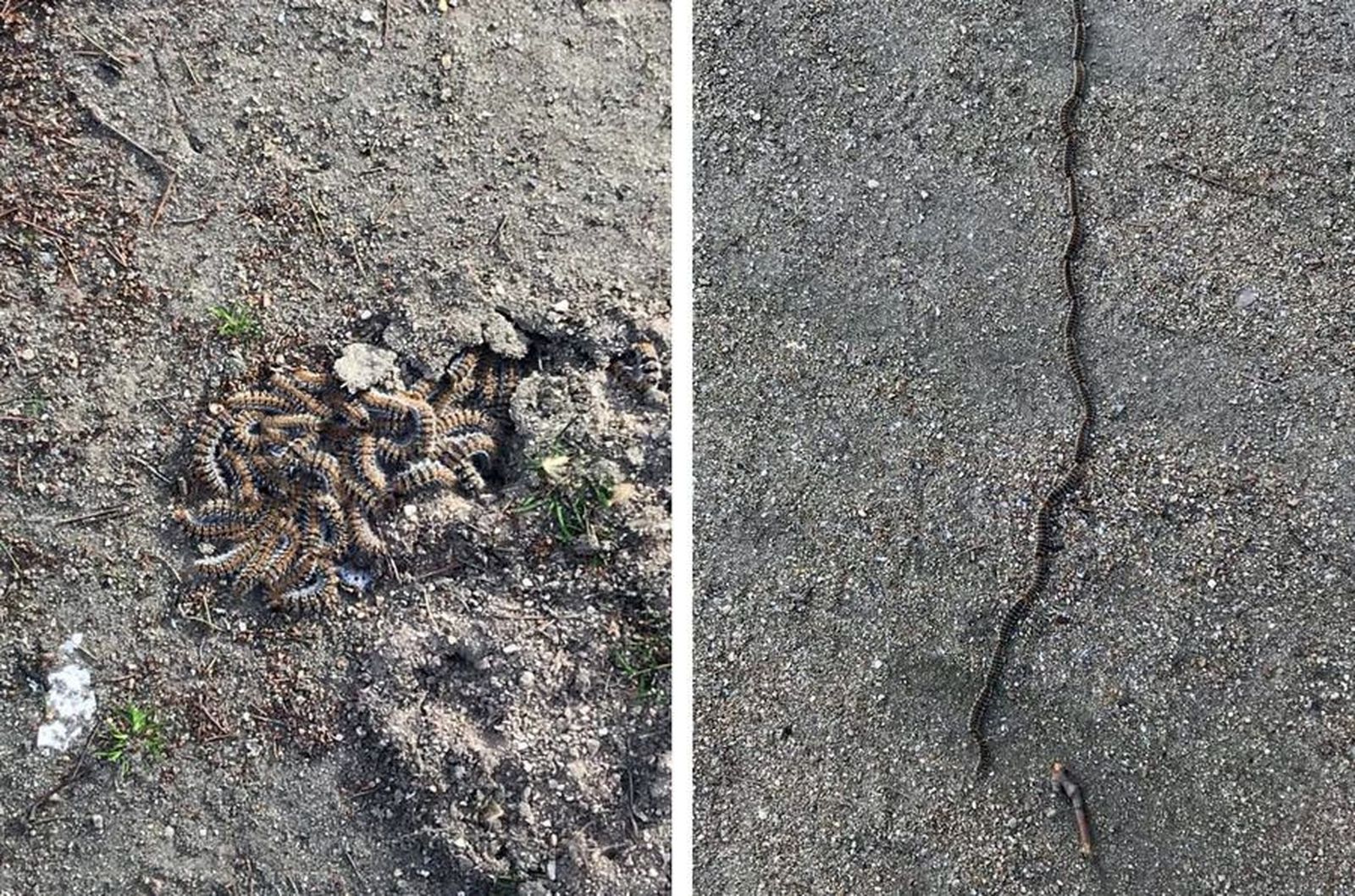 Procesionaria zamora