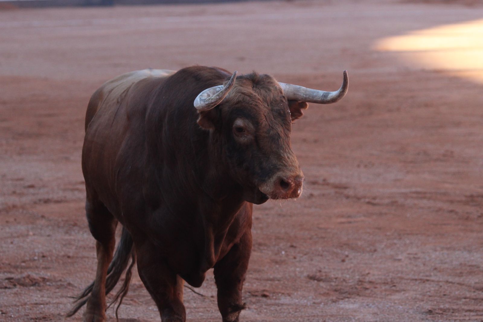 Emilio de Justo, Juan Ortega y Roca Rey inauguran el cartel de figuras en la feria de Salamanca: la corrida de Garcigrande en imágenes