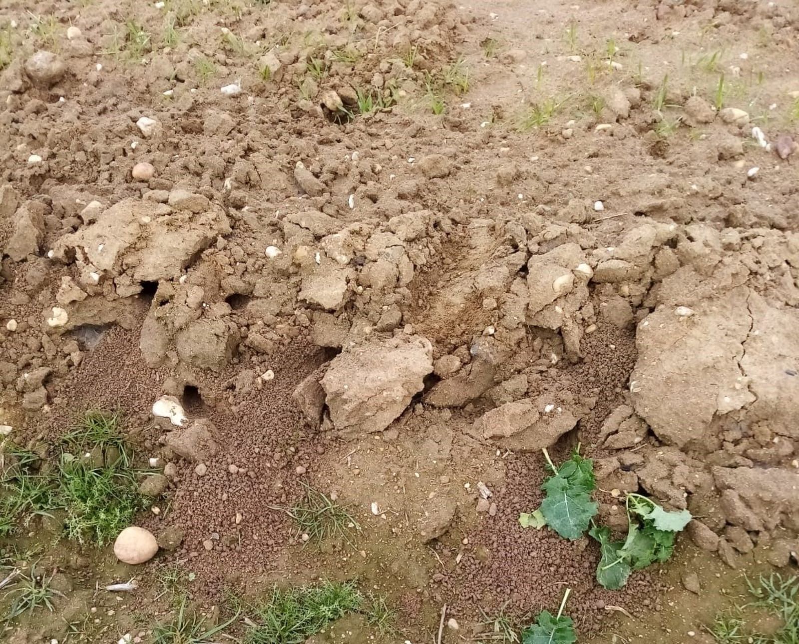 Daños de los topillos en el campo de Salamanca