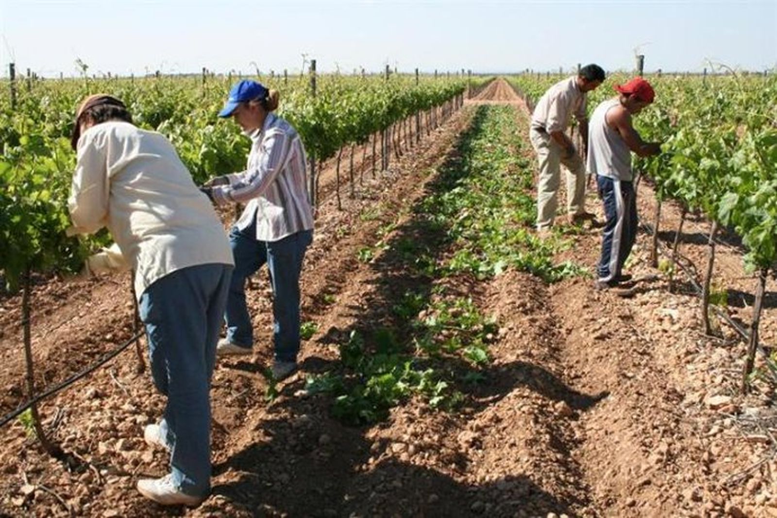 Mujeres en el campo