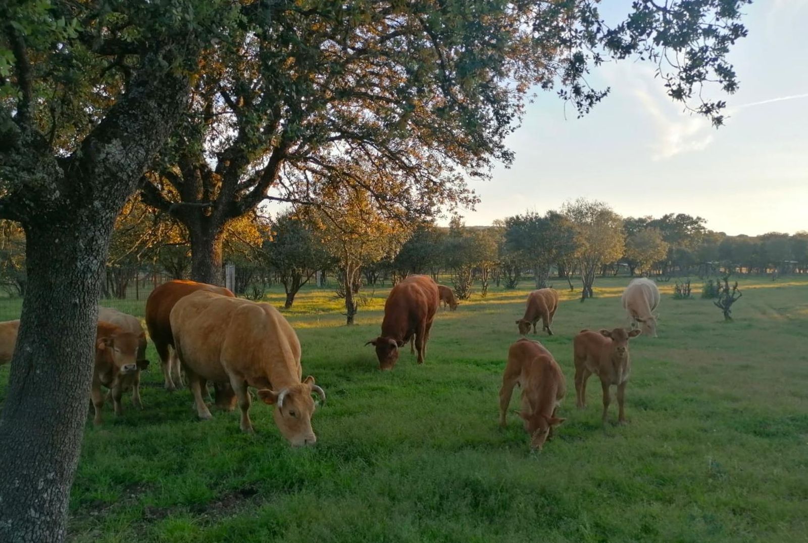 Un premio con más huevos que nunca: 365 razones para celebrar en Grisuela