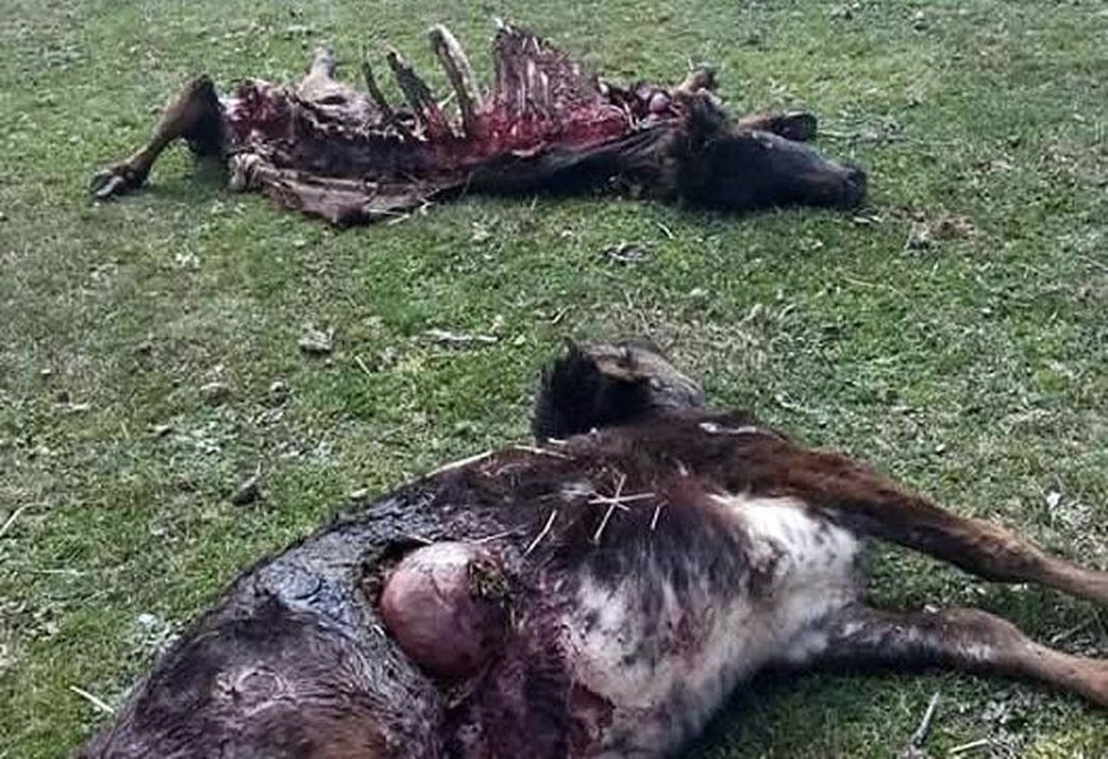 La finca de los hermanos Mayoral, otra vez en el punto de mira de los lobos