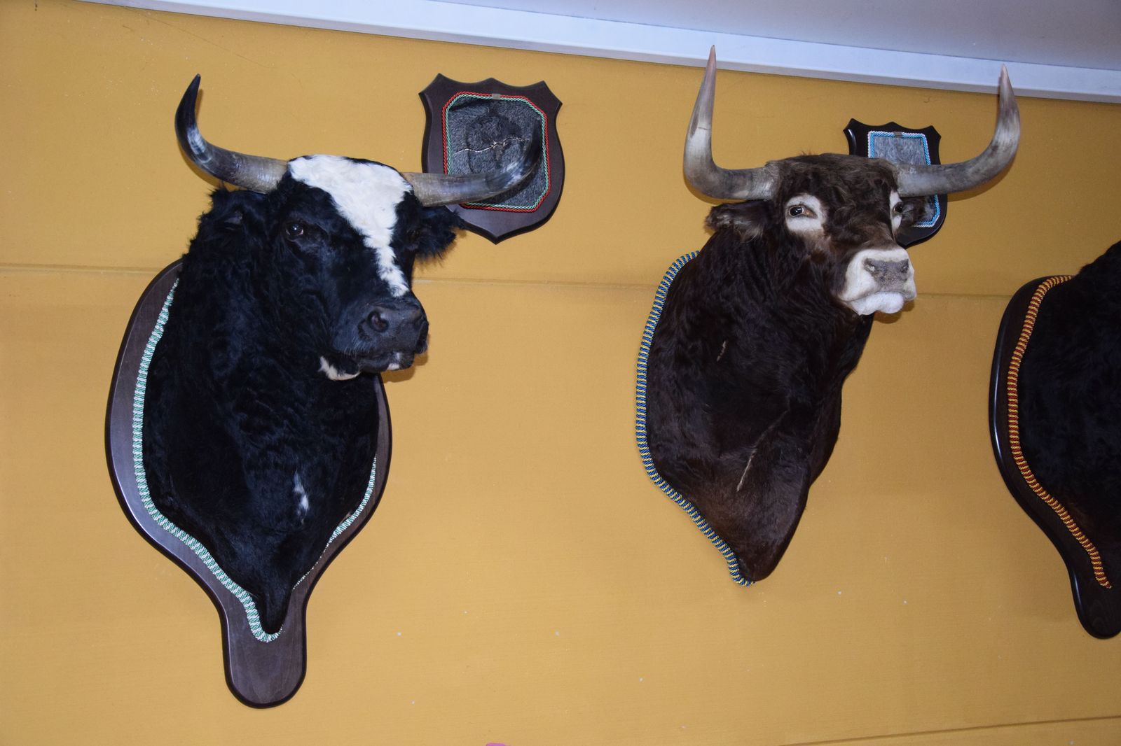 taxidermia-en-salamanca-19