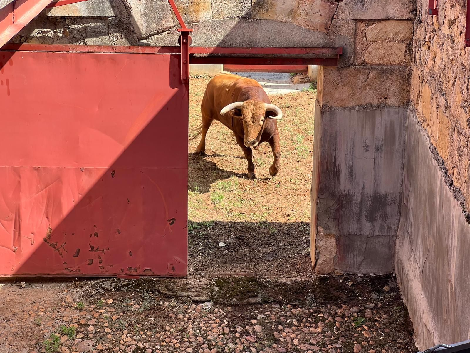Primer toro de La Ventana del Puerto para Alejandro Talavante. Foto S24H
