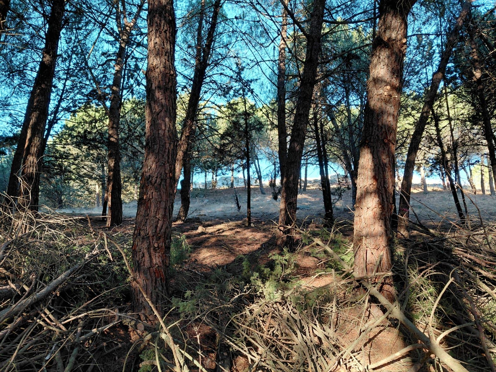 Proyecto Renaturaliza en Valorio. Foto Ahora Decide