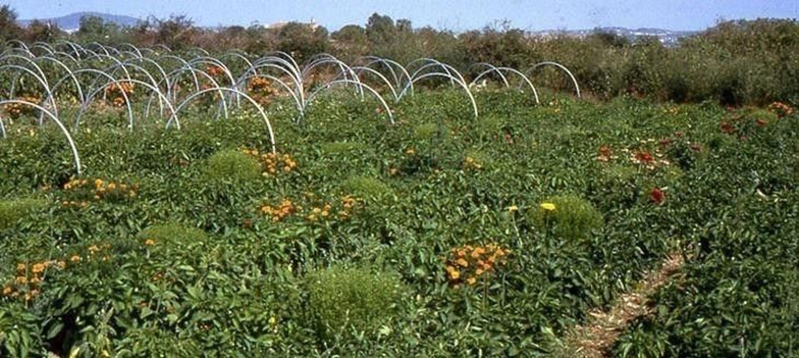 El nuevo reglamento de agricultura ecológica entra en vigor este miércoles