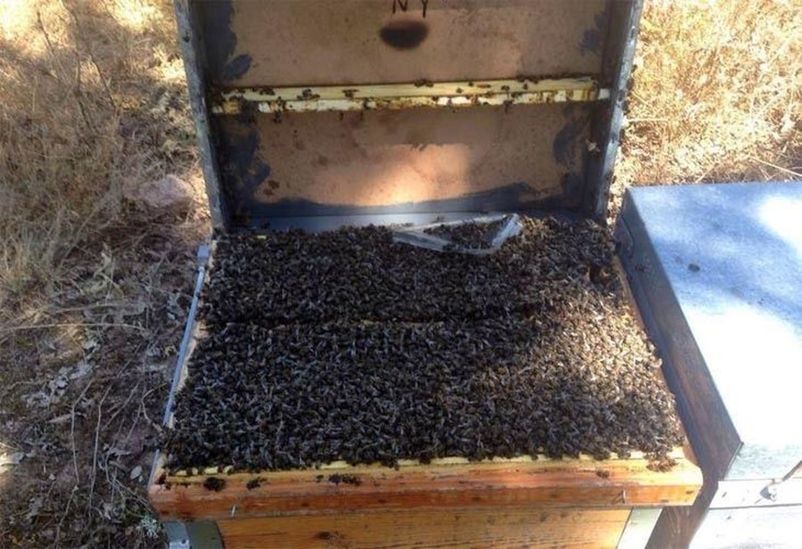 El apicultor que ha sufrido la asfixia de sus colmenas clama: “Esto es una barbaridad”