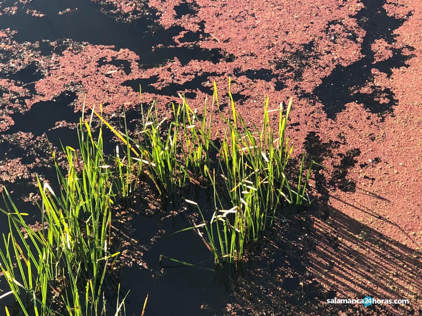 Río Helecho Azolla (2)